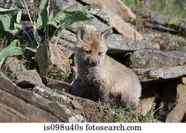 raposa vermelha, equipamento