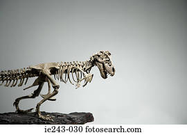 esqueleto dinossauro