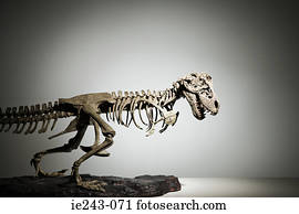 esqueleto dinossauro