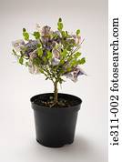 Money tree Money tree
