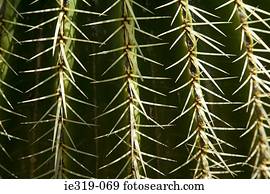 cacto, agulhas