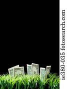 Money growing from a lawn