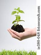 Person holding soil and a sapling