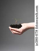 Person holding soil and a sapling