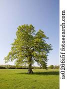 árvore carvalho, em, verão