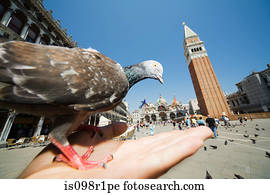 A pigeon on a persons hand in st marks square