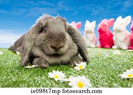 coelho, em, páscoa