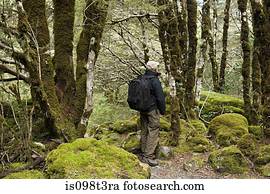 Arthur's, passagem, hiking, homem, em, floresta amazônica