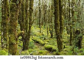 floresta amazônica, ligado, Arthur's, passagem