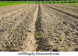 Field, close up of soil