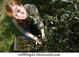 Young woman picking fresh apples