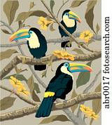 tropicais, pássaros