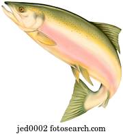 salmon salmon