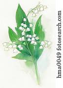 lily of the valley