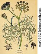 An antique botanical print of a fennel plant An antique botanical print of a fennel plant