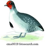 A Gray Partridge