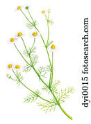 An illustration of a chamomile plant An illustration of a chamomile plant