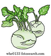 Turnip Stock Photos | Our Top 1000+ Turnip Images | Fotosearch