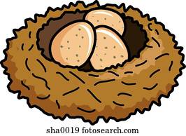 ninho pássaros ovos