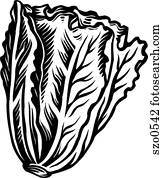 Romaine lettuce represented on a white background Romaine lettuce represented on a white background