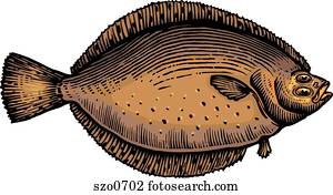 um desenho, de, um, solha