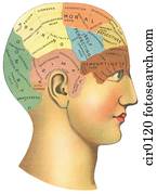 A vintage diagram of the different psychological areas in the brain A vintage diagram of the different psychological areas in the brain