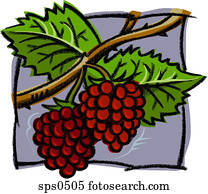 A drawing of fresh raspberries