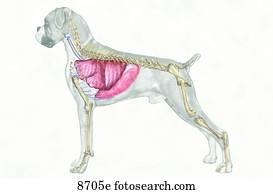 Clip Art of Canine Arterial Circulatory System Unlabeled ... dog digestive system diagram 