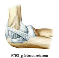 ligaments left unlabeled elbow medial shoulder posterior anterior fotosearch illustration posters lif001