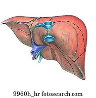 Stock Illustration of Liver Lobule Unlabeled 9960f_hr - Search Clipart ...