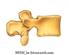Seventh Thoracic Vertebra Superior View Unlabeled Stock Illustration