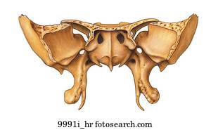 Stock Illustration of Ethmoid Bone of Skull Anterior and Posterior ...