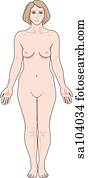 Anterior view of the external anatomy of a female person. Anterior view of the external anatomy of a female person.