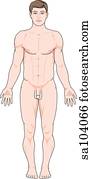 Anterior view of the external anatomy of a male person. Anterior view of the external anatomy of a male person.