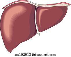 Anterior view of the liver. Anterior view of the liver.