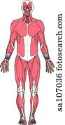 Anterior view of the muscles of the body. Anterior view of the muscles of the body.