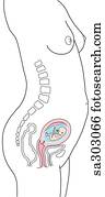 Lateral view of pregnant woman, uterus and fetus during the third month of the first trimester of pregnancy. Lateral view of pregnant woman, uterus and fetus during the third month of the first trimester of pregnancy.