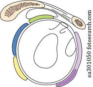 Lateral view of the rotator cuff area.