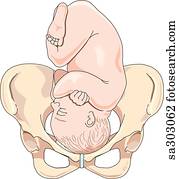maternal, pelve, com, um, fetus cheio termo, em, um, normal, apresentação, para, birth.