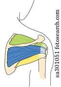 Posterior view of the rotator cuff area.