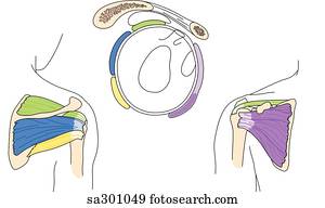 Three images showing the anatomy of the rotator cuff area.  Posterior view (left), lateral (middle), anterior (right).