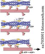 Graphic illustration of actin/myosin interaction which results in muscle contraction;  process shown in three stages.