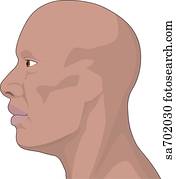Lateral view of head of African American male. Lateral view of head of African American male.