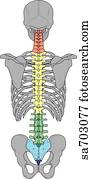Posterior view of the skeletal anatomy associated with the spinal column.