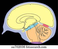 Brain, sagittal section Stock Illustration | h301026 | Fotosearch
