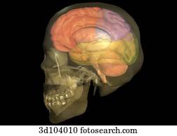 Lateral view of the head; skull is transparent, showing the brain beneath. Lateral view of the head; skull is transparent, showing the brain beneath.