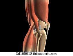 Lateral view of the knee showing muscles and bones. Lateral view of the knee showing muscles and bones.