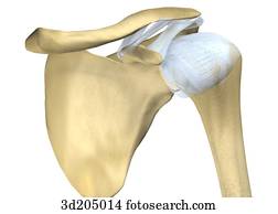 Clip Art of Right Shoulder Anterior View Unlabeled 9799g - Search ...