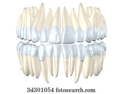 Anterior view of upper and lower teeth. Anterior view of upper and lower teeth.