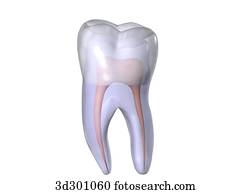 Image showing transparent tooth (molar). Image showing transparent tooth (molar).